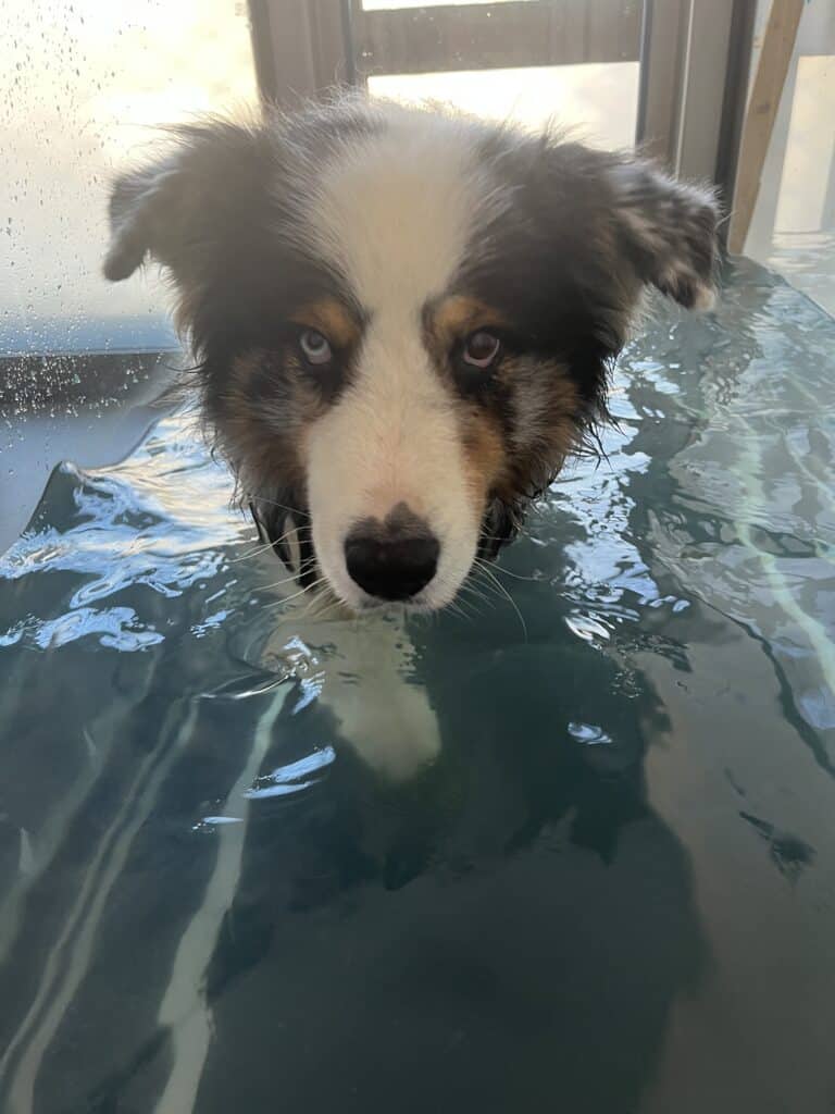 underwater treadmill 1